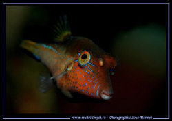Nice eyes :O)..... by Michel Lonfat 